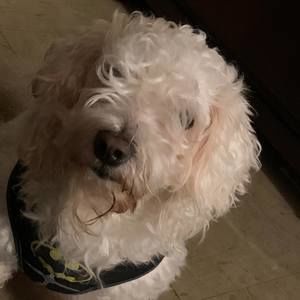 Meet your Posher, Marcelo